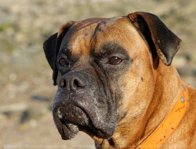 Photo de Boxer