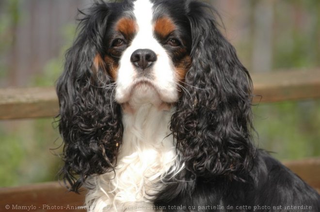 Photo de Cavalier king charles spaniel