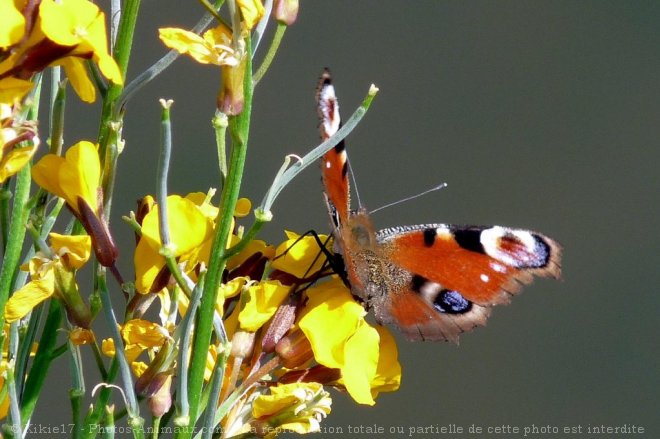 Photo de Papillon - paon du jour