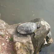 Photo de Tortue