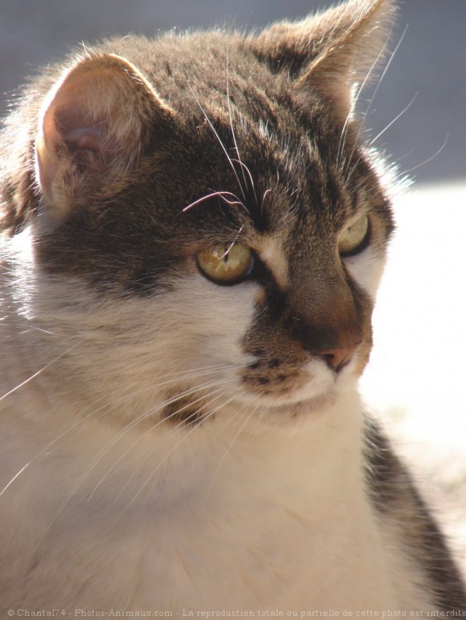 Photo de Chat domestique