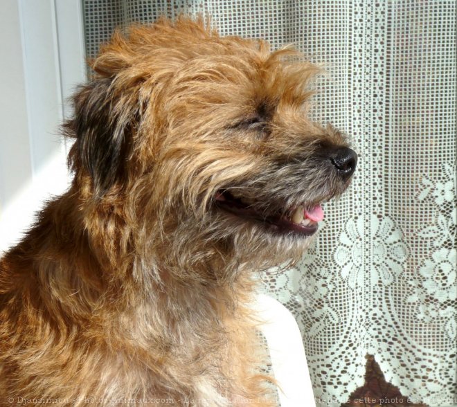 Photo de Border terrier