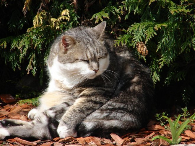 Photo de Chat domestique