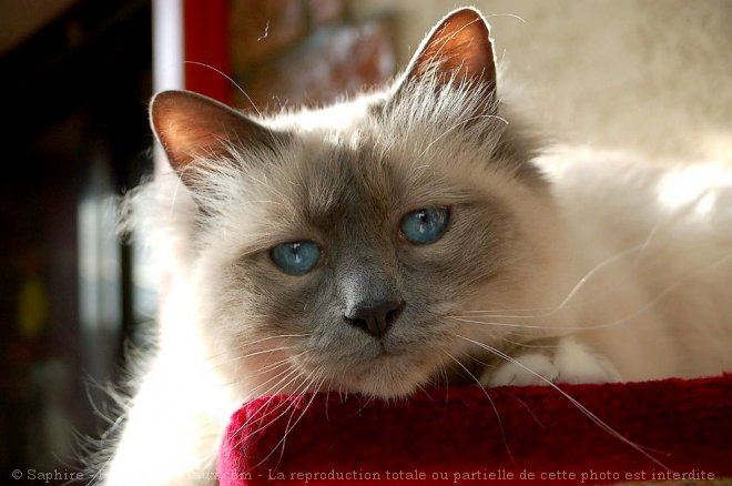 Photo de Sacr de birmanie