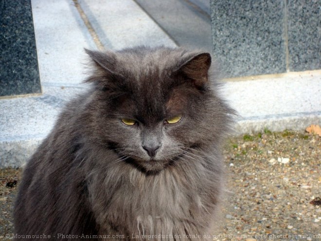 Photo de Chat domestique