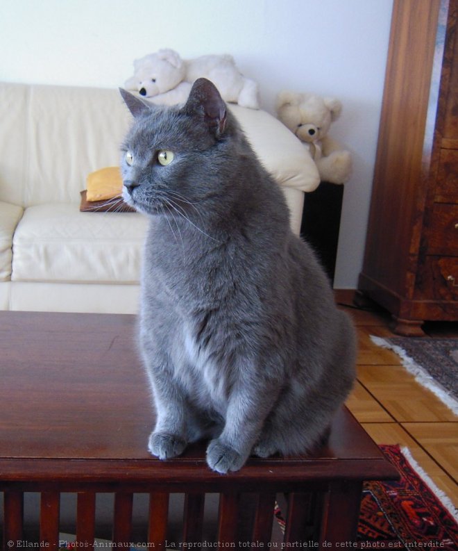 Photo de Chartreux