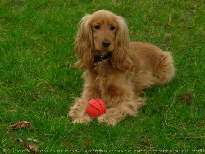 Photo de Cocker anglais