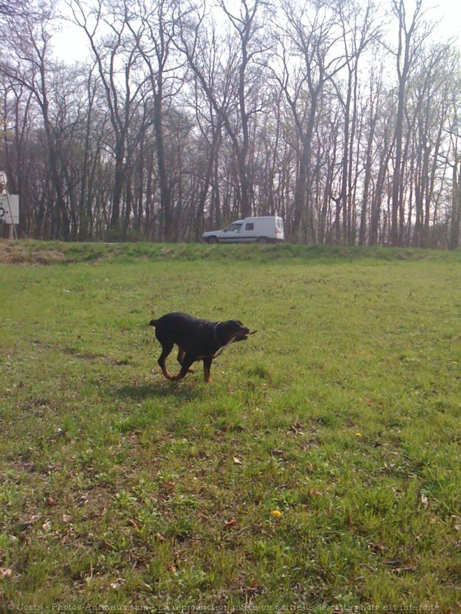 Photo de Rottweiler