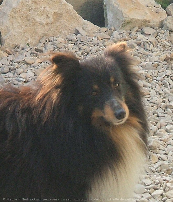 Photo de Chien de berger des shetland