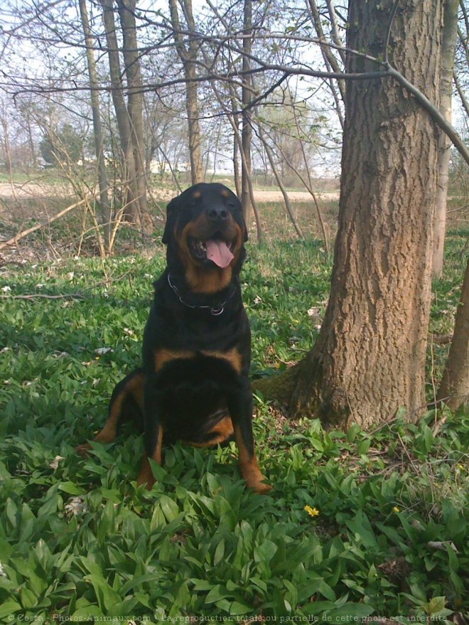 Photo de Rottweiler