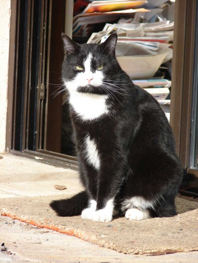 Photo de Chat domestique