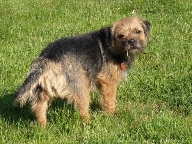 Photo de Border terrier