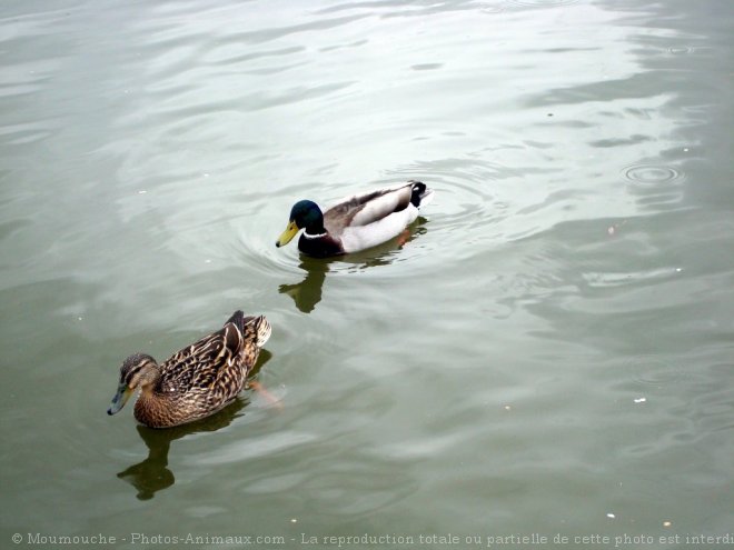 Photo de Canard colvert