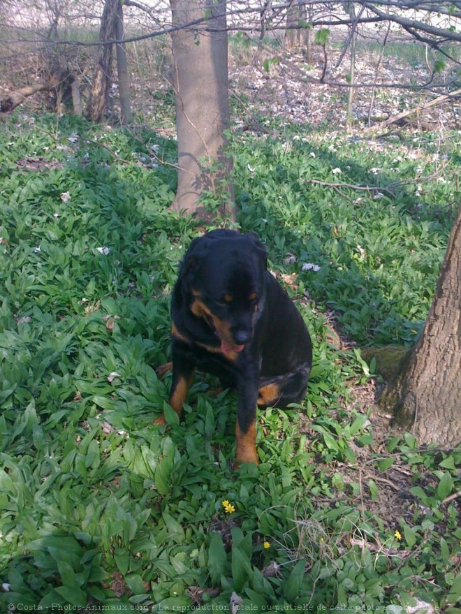 Photo de Rottweiler