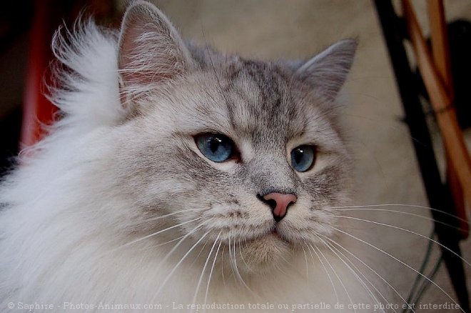 Photo de Sacr de birmanie