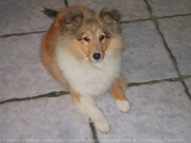 Photo de Chien de berger des shetland