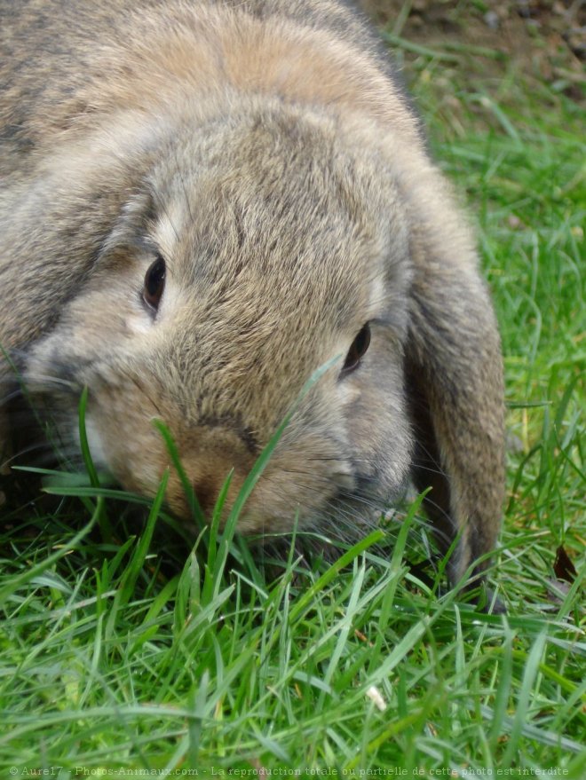 Photo de Lapin