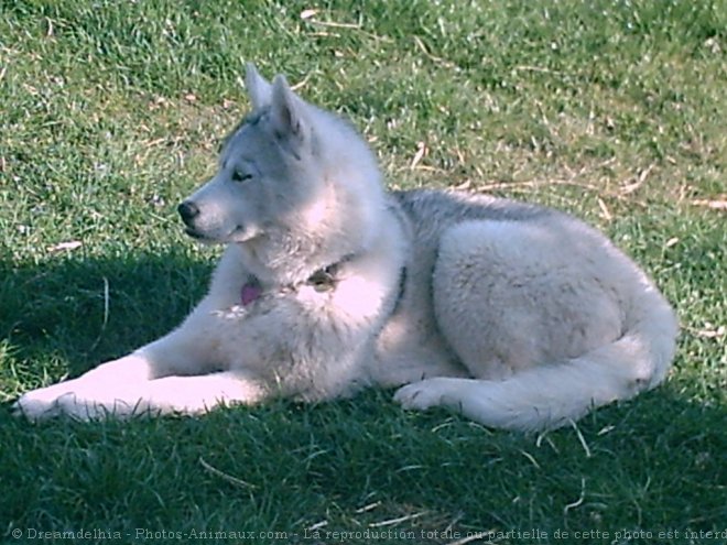 Photo de Husky siberien