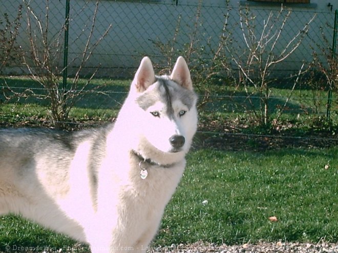 Photo de Husky siberien