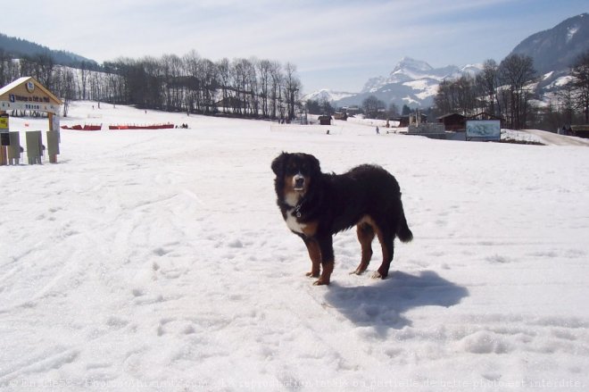 Photo de Bouvier bernois