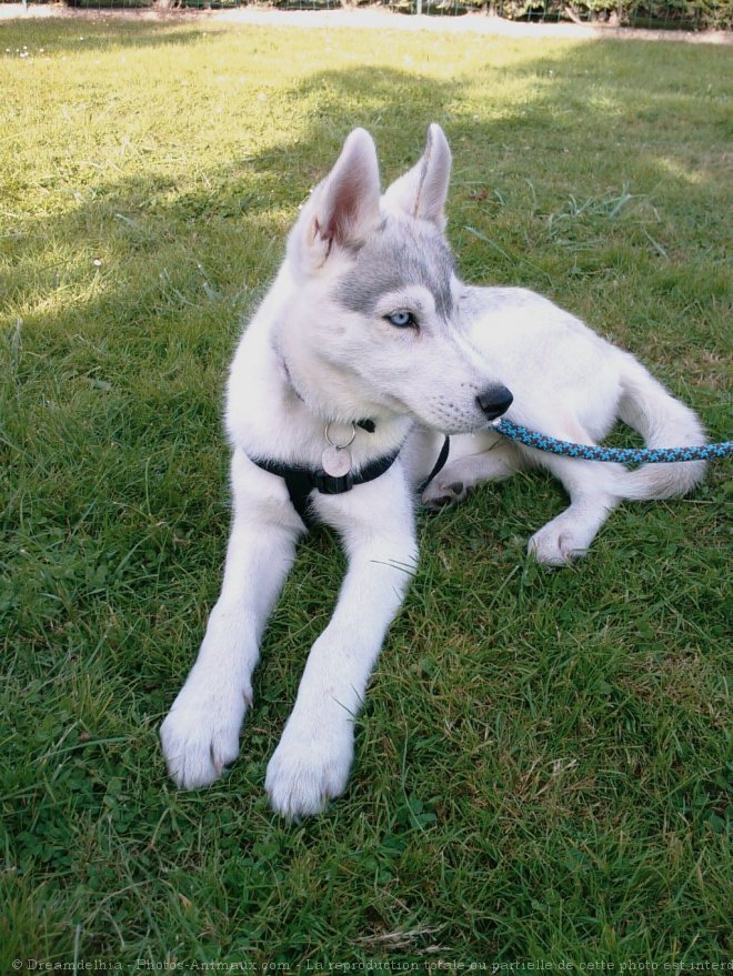 Photo de Husky siberien