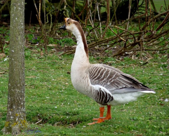 Photo d'Oie de guine