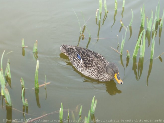 Photo de Canard colvert