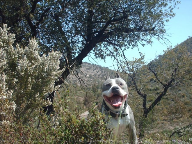 Photo d'American staffordshire terrier