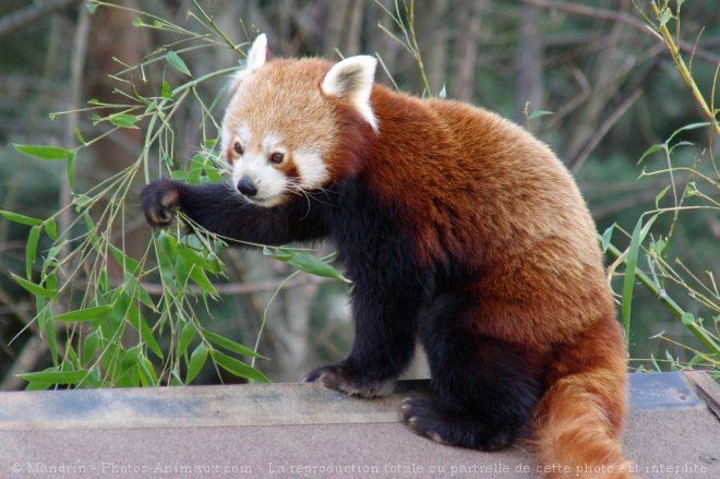 Photo de Panda roux