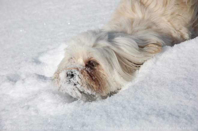 Photo de Lhassa apso