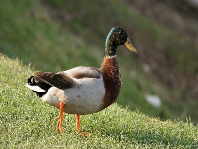 Photo de Canard colvert