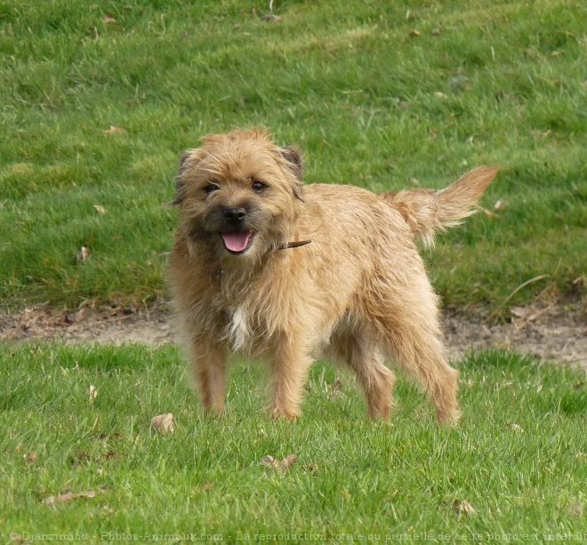 Photo de Border terrier