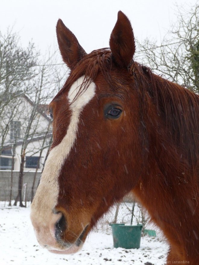 Photo de Trotteur franais