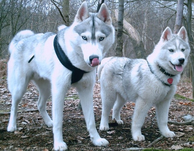 Photo de Husky siberien