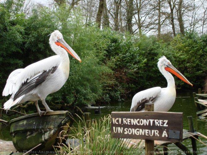 Photo de Cigogne