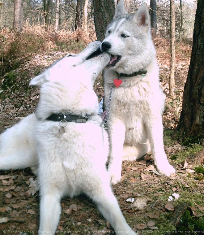 Photo de Husky siberien