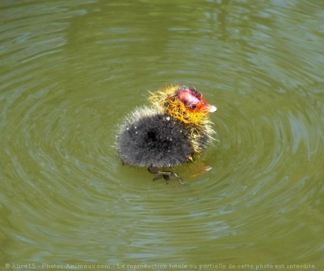 Photo de Foulque macroule