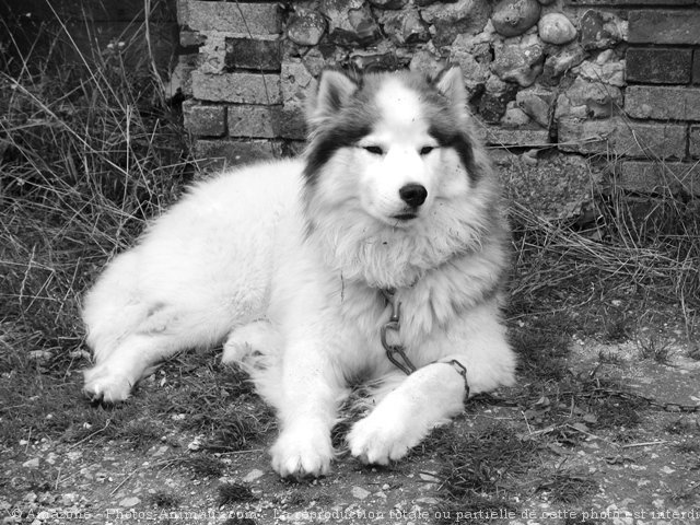 Photo de Husky siberien