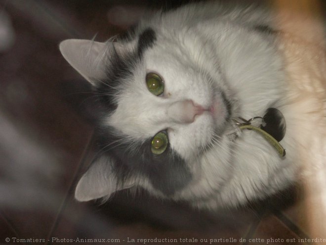 Photo de Chat domestique