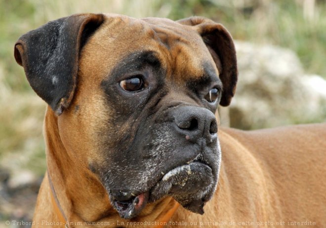 Photo de Boxer