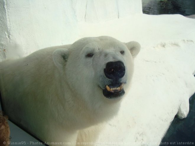 Photo d'Ours