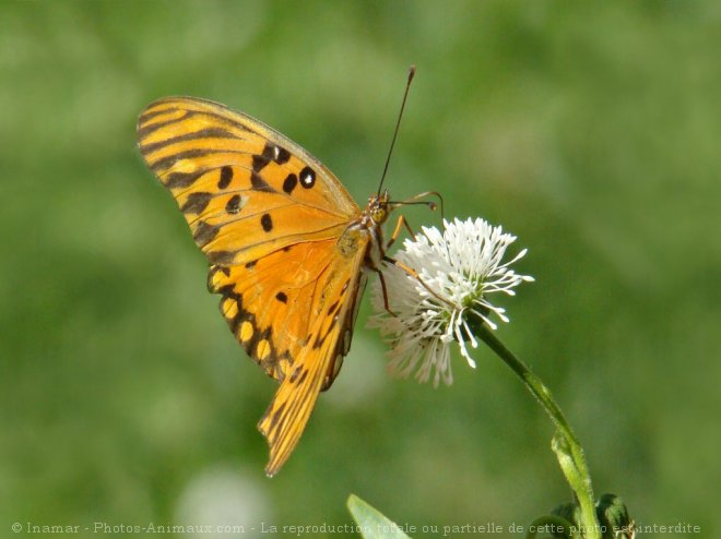 Photo de Papillon