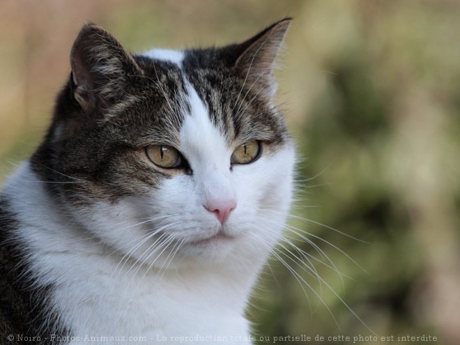 Photo de Chat domestique