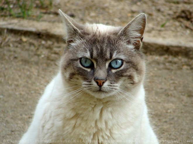 Photo de Chat domestique