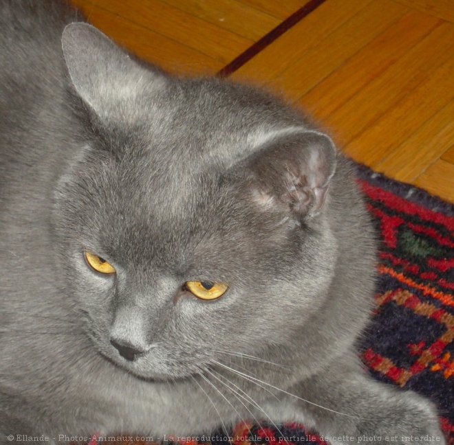 Photo de Chartreux