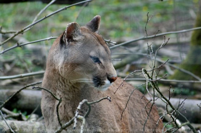 Photo de Puma