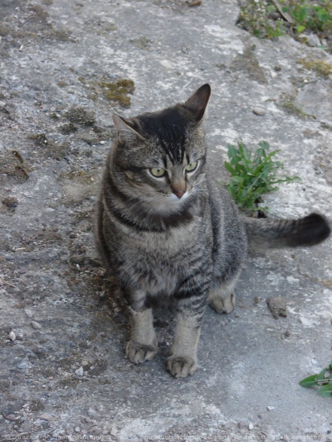 Photo de Chat domestique