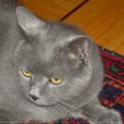 Photo de Chartreux