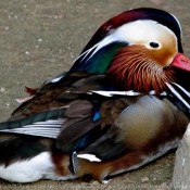 Photo de Canard mandarin