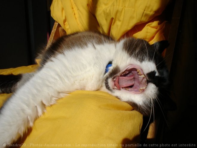 Photo de Chat domestique